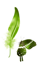 Beautiful color feather and butterfly isolated on white background