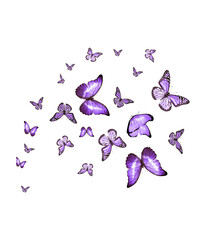 Flock of flying butterflies isolated on white