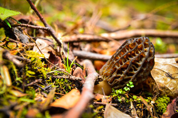 Morel mushroom