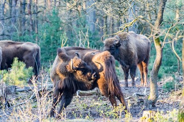 Wisent/European bison in the woods.