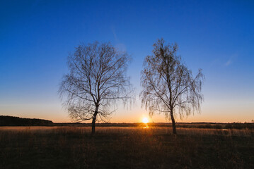 Fototapeta na wymiar two birches in a Sunny sunset in a field with a dry birch in the spring