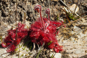 Some red Rosettes of Drosera tomentosa with flower stalk in natural habitat seen in the Serra do Cipo Nationalpark in Minas Gerais, Brazil