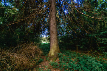 Obraz premium summer natural landscape in the forest with fir trees