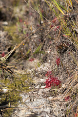 Some Drosera tomentosa (a carnivorous plant) in sandy habitat seen in the Serra do Cipo Nationalpark in Minas Gerais, Brazil