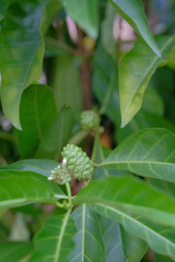 Buah mengkudu or Morinda citrifolia or great morinda, Indian mulberry, noni, beach mulberry, and cheese fruit. Leaves branch and tree.