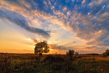 lonely tree in a field against an orange sunset in autumn