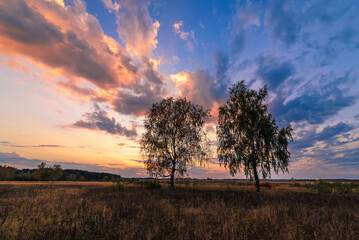 Summer landscape of two birches in a field at sunset or dawn with a beautiful sky