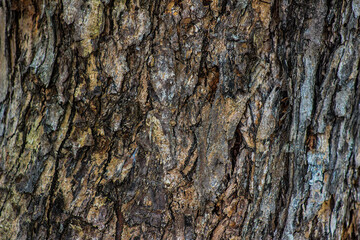 Wood texture