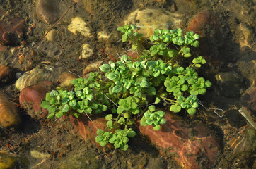 Beautiful Pot In The Water