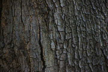 Fototapeta premium Truck truk pantura indonesia