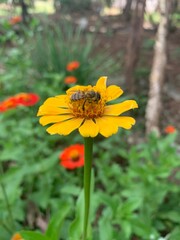 Bee