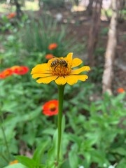 Bee