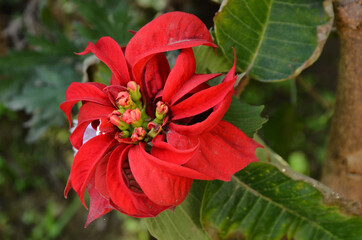 Red Flower In Green Leaf