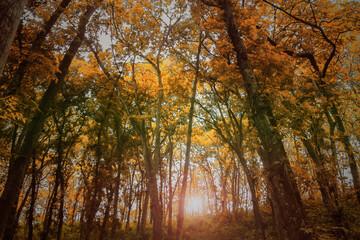 Fototapeta premium autumn in the woods