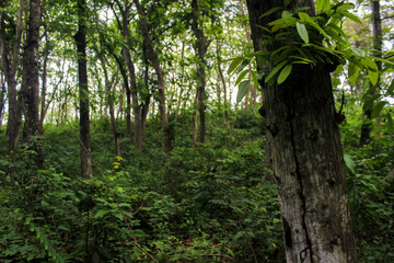 tree in the woods Indonesia