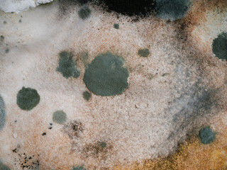 spoiled moldy old bread with spores of the fungus macro