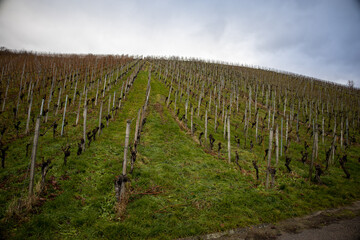 Obraz premium Weinberge mit Reben