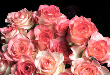 Pink roses collected in a gift bouquet on a dark background
