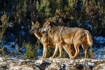 Canis lupus signatus. Iberian wolves with winter fur. Iberian Wolf Center, Zamora, Spain.