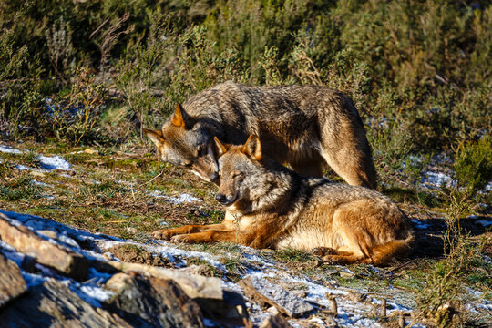 Canis lupus signatus. Pair of Iberian wolves. Iberian Wolf Center, Zamora, Spain.