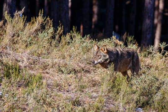 Iberian wolf coming out of the forest. Canis lupus signatus. Iberian Wolf Center, Zamora, Spain.