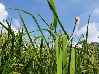 Obraz premium Paddy field in blue sky and white cloud background. Paddy, Organic Agriculture, Ears Of Rice In The Field. grain in paddy field concept. close up of green rice field. 