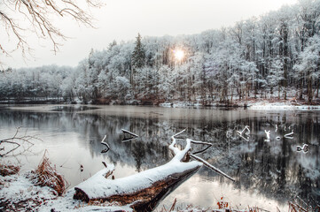 Märchenhafter Winterwald am See 