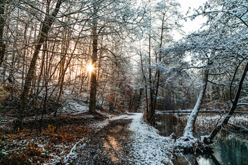 Winterwald mit Sonne 