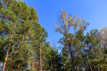 forest on bright sunny day, with beautiful rays of light and interesting shadows.  trees, illuminated by beautiful sunlight with green and yellow leaves on their branches, stand in depths  forest.