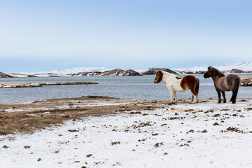Islandpferde im Winter Myvatn