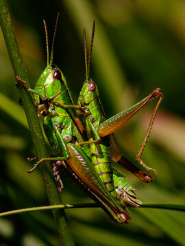 Grasshoppers copulation