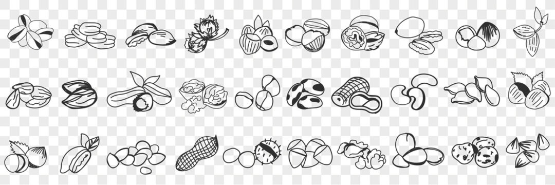 Various edible nut doodle set. Collection of hand drawn hazel, almond, pistachio, peanuts, cashew nuts and macadamia in shell for eating isolated on transparent background. Illustration of tasty snack