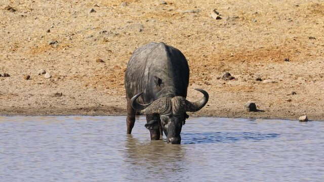 African buffalo (Syncerus caffer) drinking water at a river, Kruger National Park, South Africa