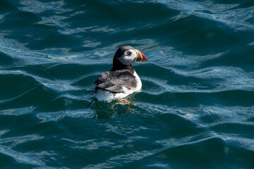 Papageientaucher Snaefellsness Island