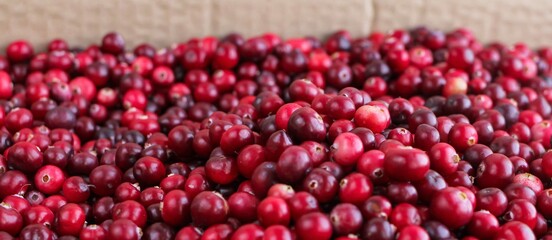 Ripe fresh cranberries as natural, food, berries banner.