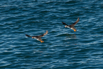Papageientaucher Snaefellsness Island