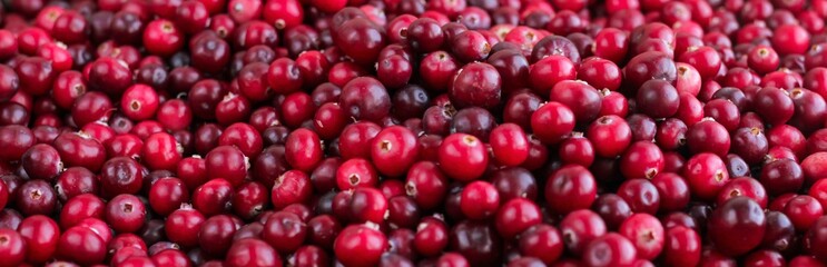 Ripe fresh cranberries as natural, food, berries banner.