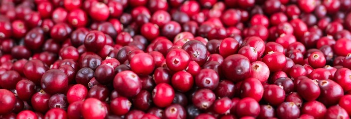Ripe fresh cranberries as natural, food, berries banner.
