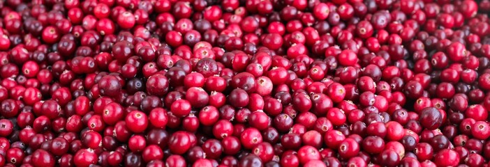 Ripe fresh cranberries as natural, food, berries banner.