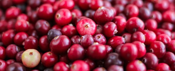 Ripe fresh cranberries as natural, food, berries banner.