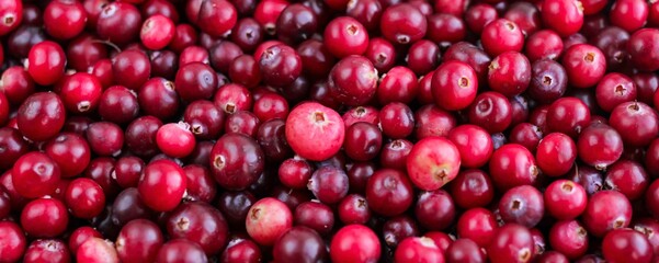 Ripe fresh cranberries as natural, food, berries banner.