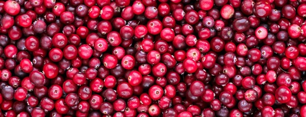 Ripe fresh cranberries as natural, food, berries banner.