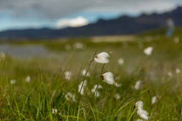 Snaefellsness Island Sommer Wollgras