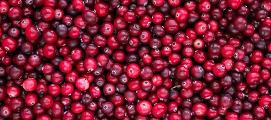 Ripe fresh cranberries as natural, food, berries banner.