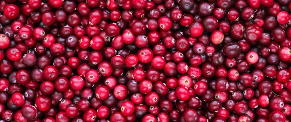 Ripe fresh cranberries as natural, food, berries banner.