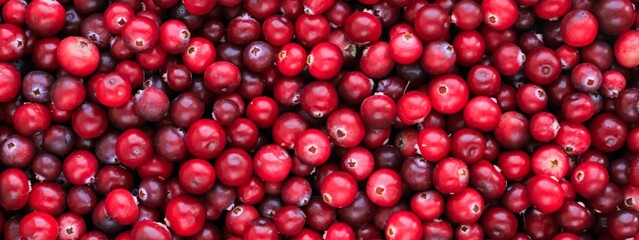 Ripe fresh cranberries as natural, food, berries banner.