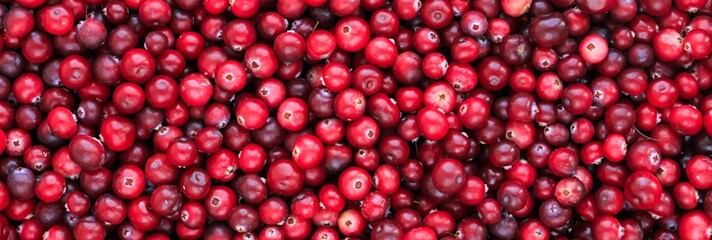 Ripe fresh cranberries as natural, food, berries banner.