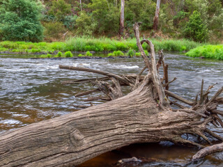 Fototapeta na wymiar Textured Wood In River