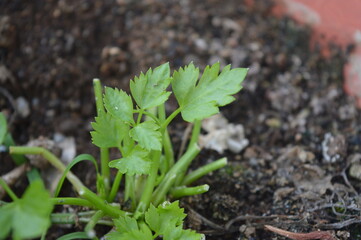 close up of a sprout