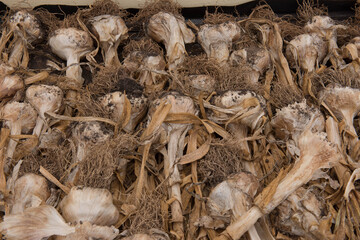Home Grown Organic Garlic Bulbs (Allium sativum 'Messidor') Drying in a Polytunnel after Being Harvested from a Vegetable garden in Rural Devon, England, UK